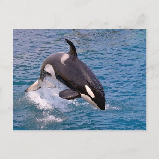 Killer whale jumping out of water briefkaart (Voorkant)