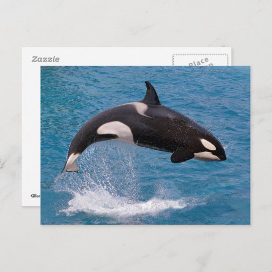 Killer whale jumping out of water briefkaart (Voorkant / Achterkant)