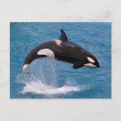 Killer whale jumping out of water briefkaart (Voorkant)