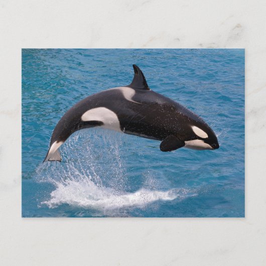 Killer whale jumping out of water briefkaart (Voorkant)