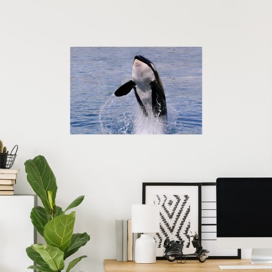 Killer whale jumping out of water poster (Thuiskantoor)