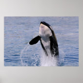 Killer whale jumping out of water poster (Voorkant)