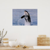 Killer whale jumping out of water poster (Keuken)
