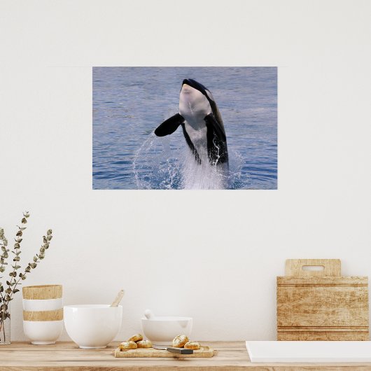 Killer whale jumping out of water poster (Keuken)