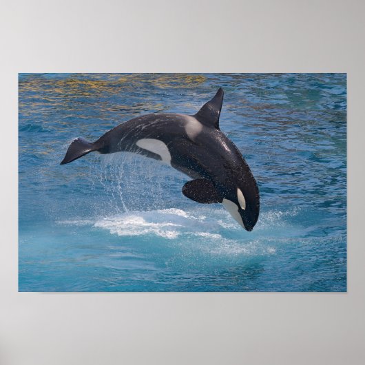 Killer whale jumping out of water poster (Voorkant)