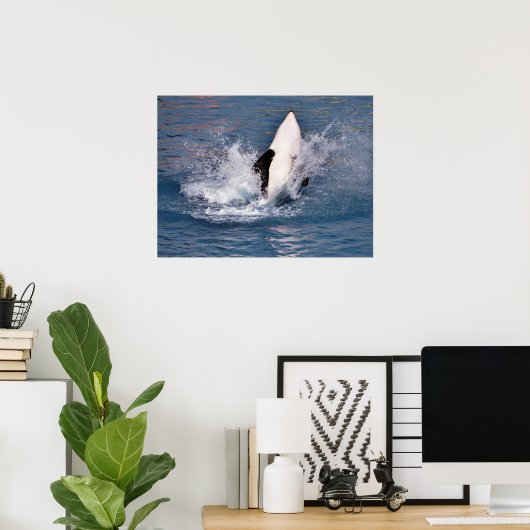 Killer whale jumping out of water poster (Thuiskantoor)