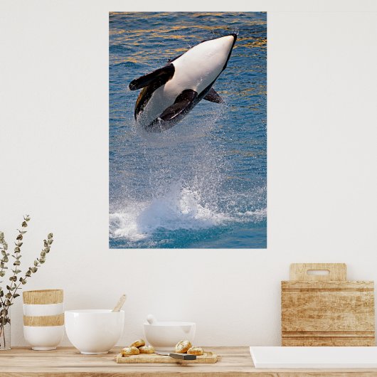 Killer whale jumping out of water poster (Keuken)