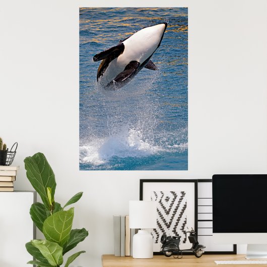 Killer whale jumping out of water poster (Thuiskantoor)