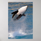 Killer whale jumping out of water poster (Voorkant)