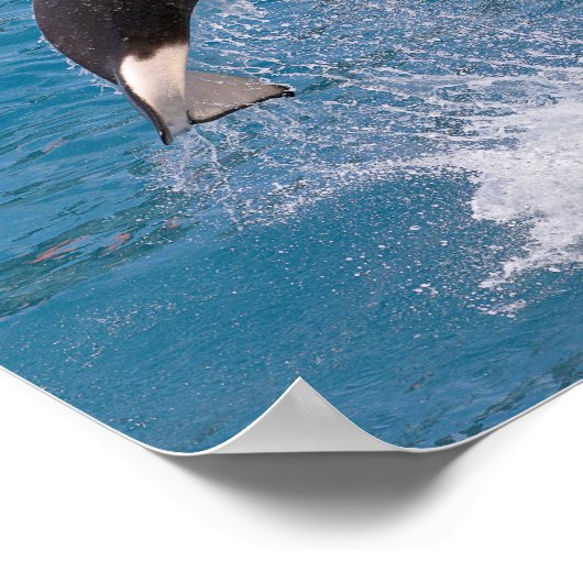 Killer whale jumping out of water poster (Hoek)