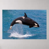 Killer whale jumping out of water poster (Voorkant)