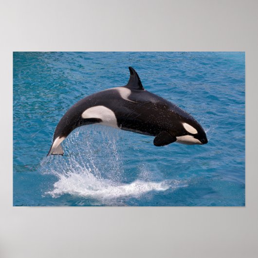 Killer whale jumping out of water poster (Voorkant)