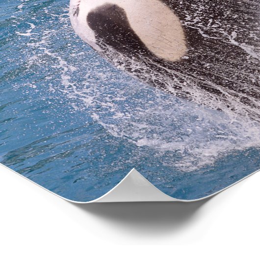 Killer whale jumping out of water poster (Hoek)