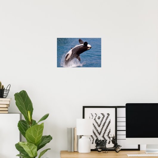 Killer whale jumping out of water poster (Thuiskantoor)