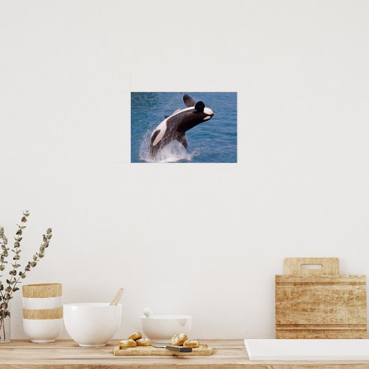 Killer whale jumping out of water poster (Keuken)