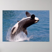 Killer whale jumping out of water poster (Voorkant)