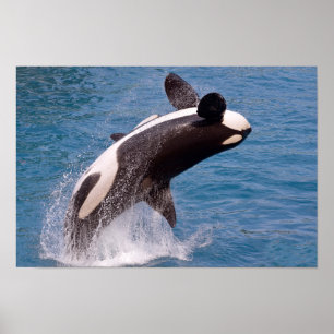 Killer whale jumping out of water poster