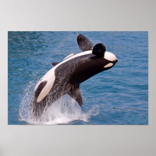 Killer whale jumping out of water poster (Voorkant)