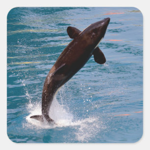Killer whale jumping out of water vierkante sticker