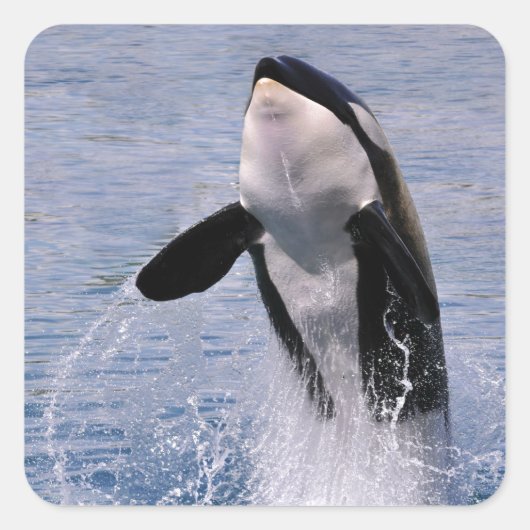 Killer whale jumping out of water vierkante sticker (Voorkant)