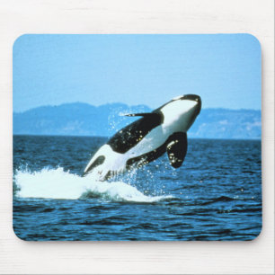 Killer Whale Muismat