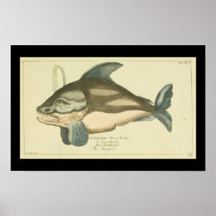  Killer Whale Orca Print