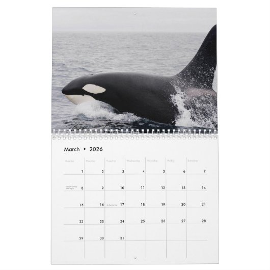Killer Whale Orcas 2025 Kalender (Mar 2026)