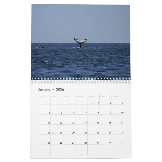 Killer Whale Orcas 2025 Kalender (Jan 2026)