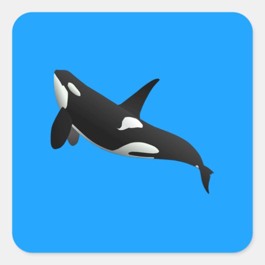 Killer Whale, Orcinus Orca Vierkante Sticker (Voorkant)