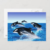 Killer Whale Pod Briefkaart (Voorkant / Achterkant)