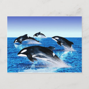 Killer Whale Pod Briefkaart