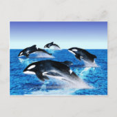 Killer Whale Pod Briefkaart (Voorkant)
