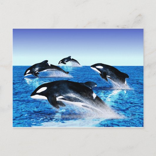 Killer Whale Pod Briefkaart (Voorkant)