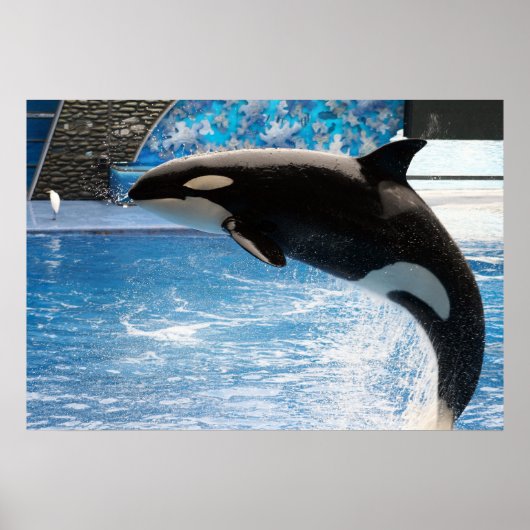 Killer Whale Poster (Voorkant)