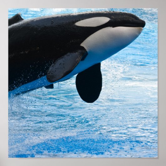 Killer Whale Print (Voorkant)