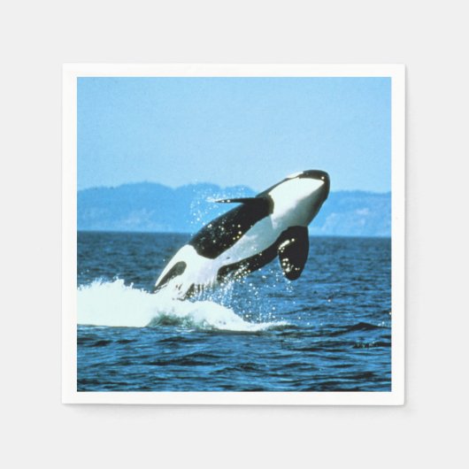 Killer Whale Servet (Voorkant)