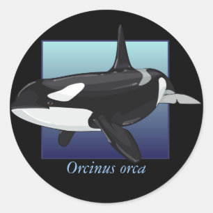 Killer Whale Sticker