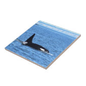 Killer Whale Tegeltje (Zijkant)