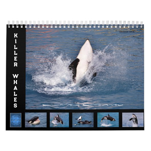 Killer whales 12-maandenkalender kalender (Hoes)