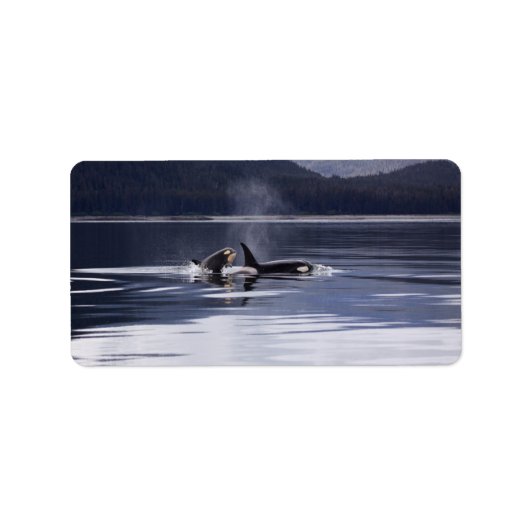 Killer Whales Etiket (Voorkant)