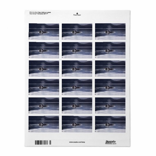 Killer Whales Etiket (Full Sheet)