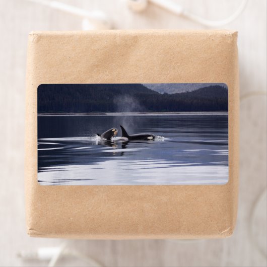 Killer Whales Etiket (Insitu)
