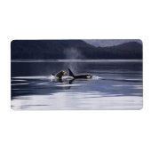 Killer Whales Etiket (Voorkant)
