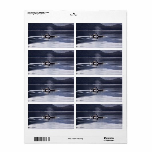 Killer Whales Etiket (Full Sheet)