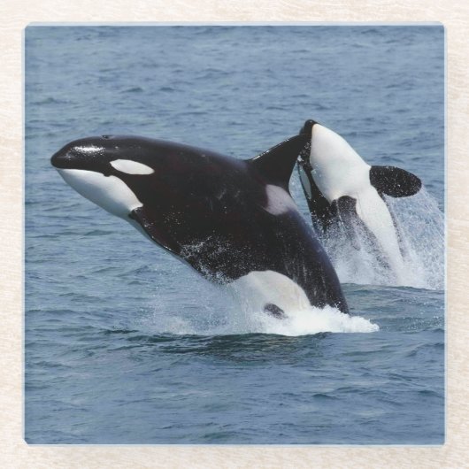 Killer whales glazen onderzetter (Voorkant)