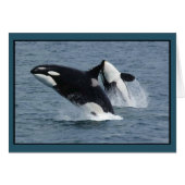Killer Whales Orcinus orca Breach (Voorkant Horizontaal)