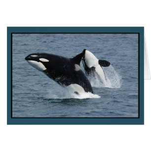 Killer Whales Orcinus orca Breach