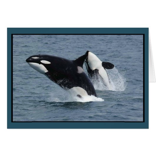 Killer Whales Orcinus orca Breach (Voorkant Horizontaal)