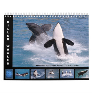 Killer whales (Orcinus orca) voor een kalender van