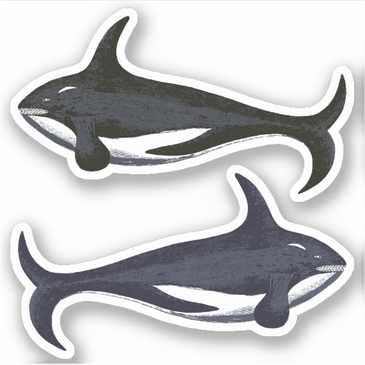 Killer Whales Sticker (Voorkant)